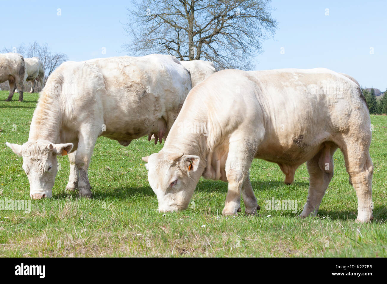 Junge weiße Charolais-rind stier Beweidung mit einer Herde von Kühen im Frühjahr für die Zucht. Close up Seitenansicht auf grünem Gras. Stockfoto