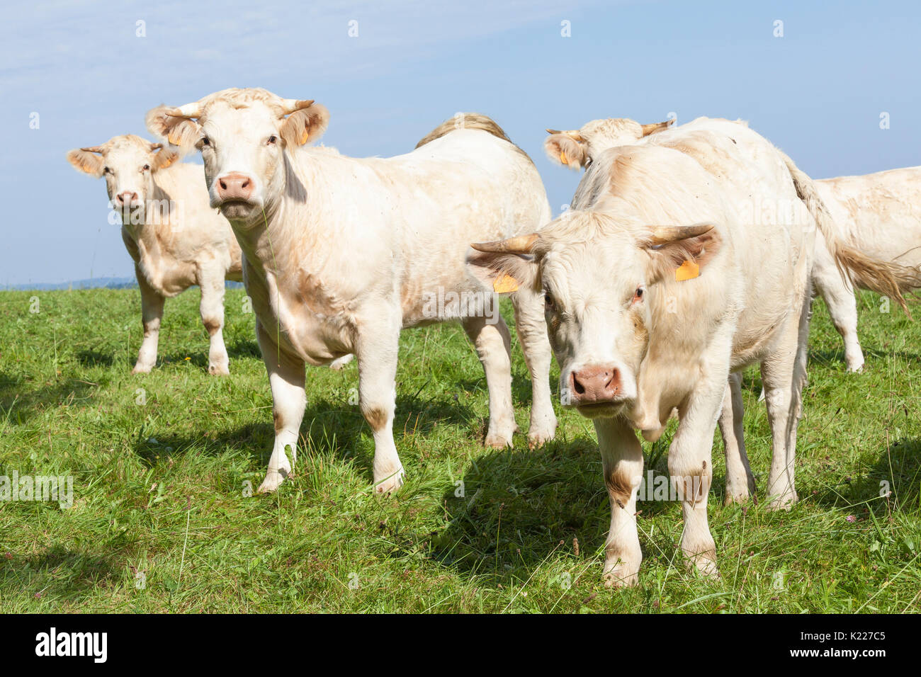 Herde weiß Charolais-rind Kühe in einer üppigen grünen Hügel Weide mit leichten Morgennebel in den Himmel schaut neugierig in die Kamera. Dieses große Fre Stockfoto