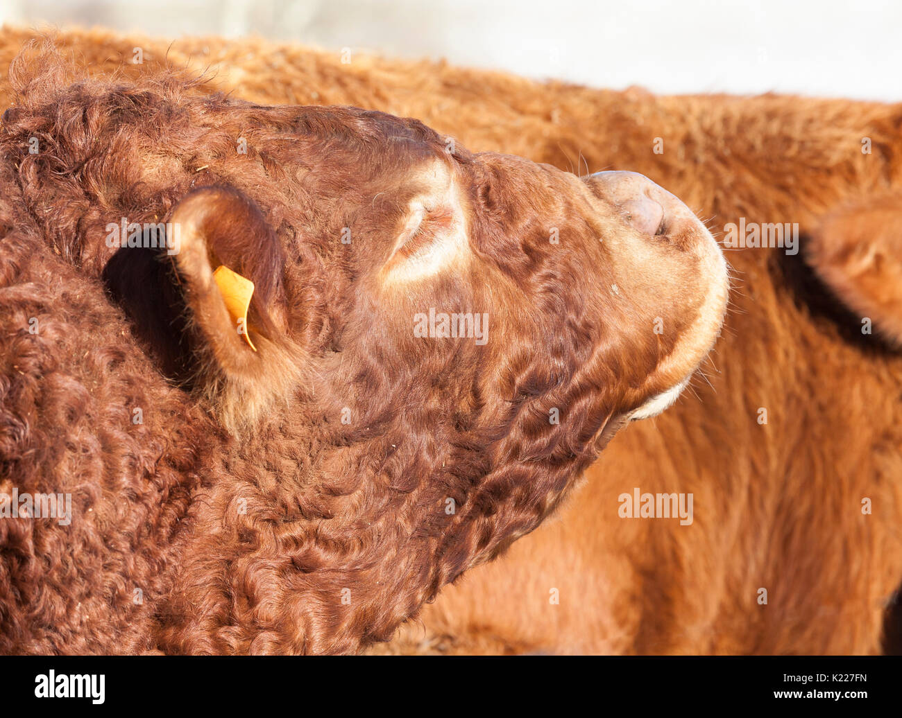 Zucht Rindfleisch Limousin Stier sniffing eine Kuh in prestrus Die hilft, östrus Produktion stimulieren. Dies ist bekannt als flehmen Antwort (wo er Locken Stockfoto