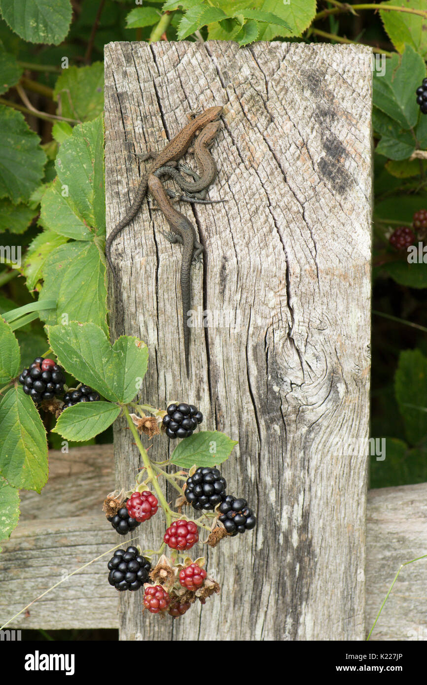 Gemeinsame Eidechsen, Zootoca vivipara, vormals Lacerta vivipara, Aufwärmphase auf Zaunpfosten neben Brombeeren, Sussex, UK. August. Verschiedenen Alters, Stufen o Stockfoto