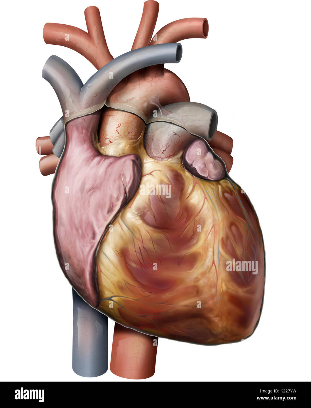 Das Herz ist ein muskulöses Organ aus vier Kammern; seine regelmäßige rhythmische Kontraktionen Pumpe und zirkulieren im Blut. Stockfoto