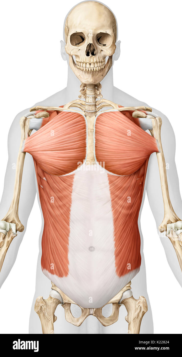 Dieses Bild zeigt Muskeln aus der Trunk; die größere Brust und den externen oblique Muskel. Stockfoto