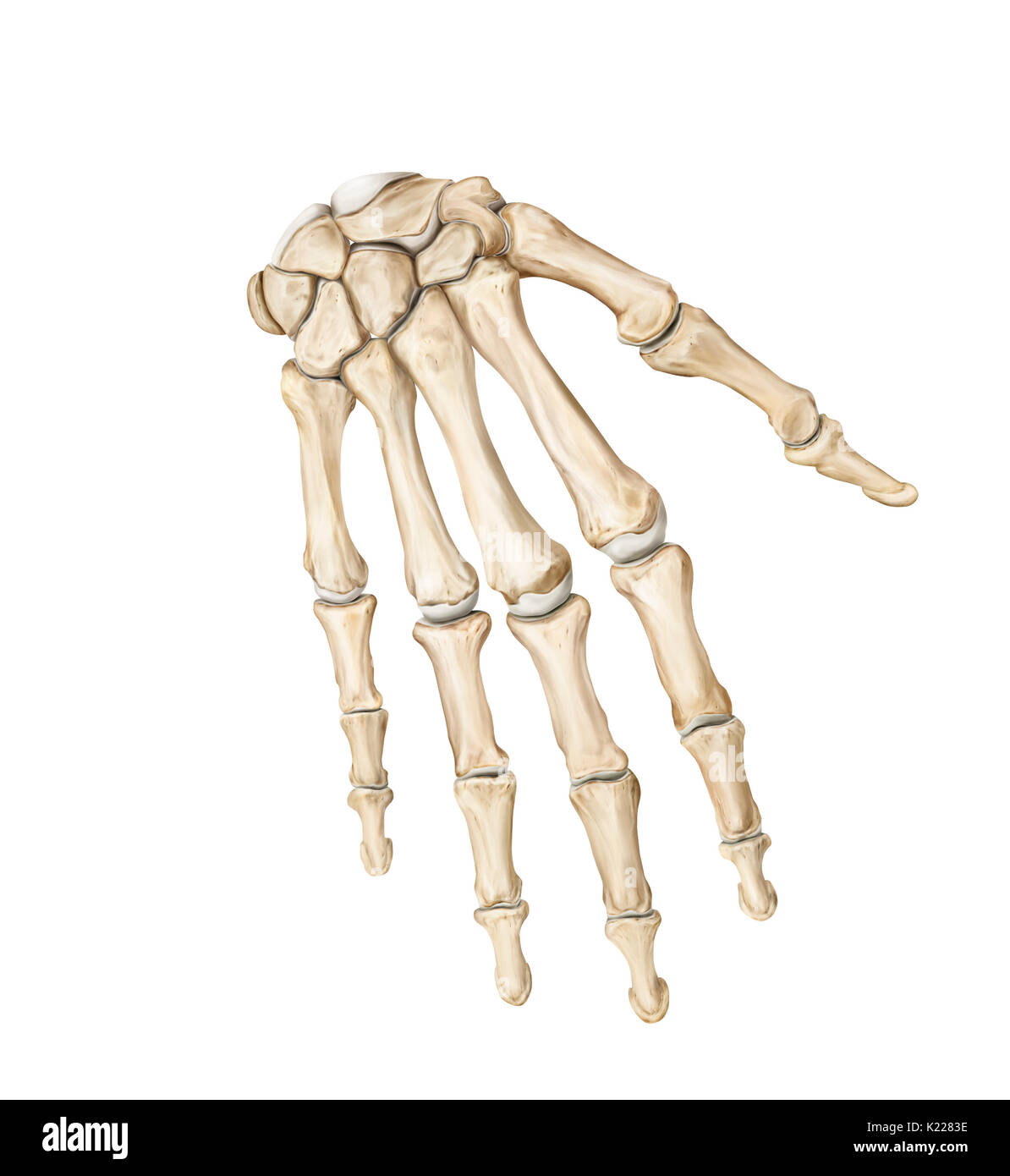 Terminal part of the upper limb -Fotos und -Bildmaterial in hoher ...