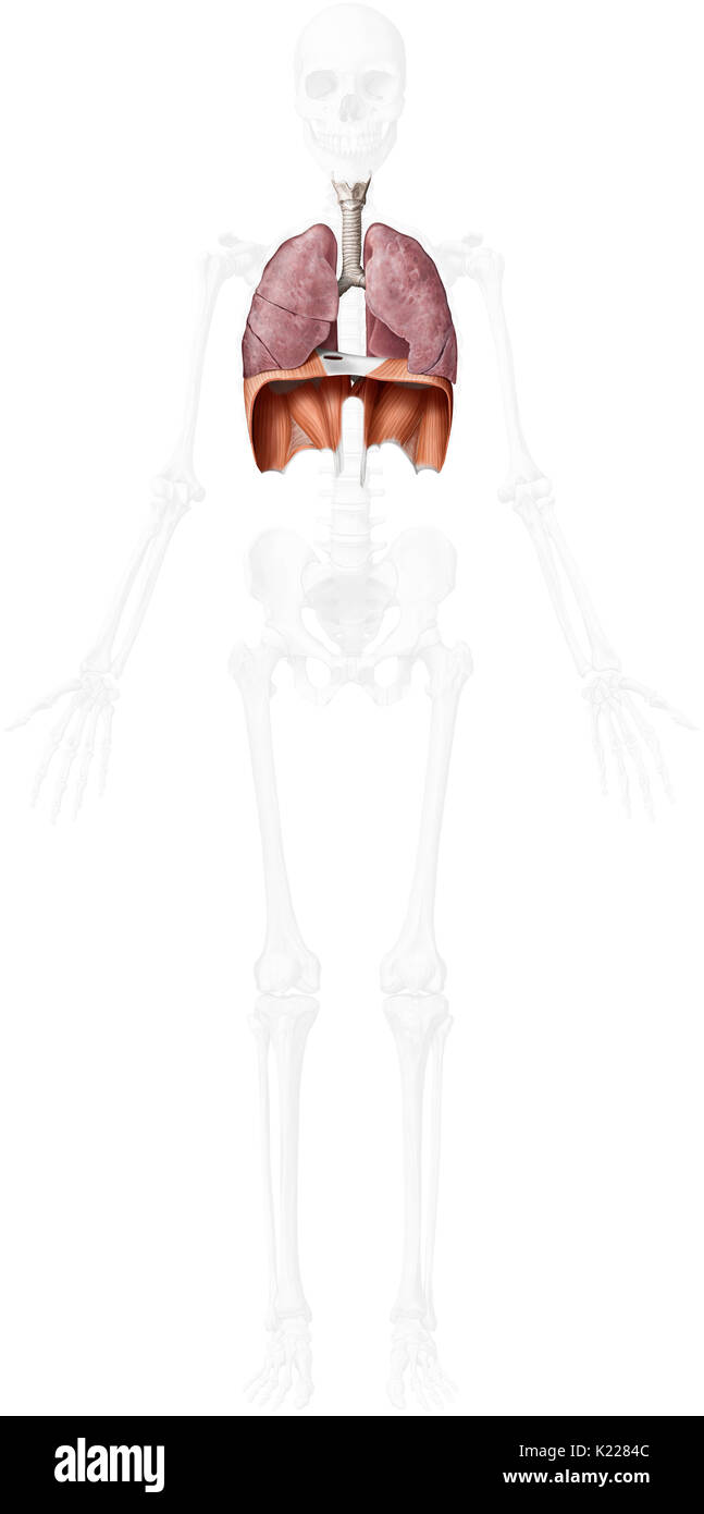 Dieses Bild zeigt die unteren Organe der Atmungsorgane, der Luftröhre, der Lunge und des Zwerchfells. Stockfoto