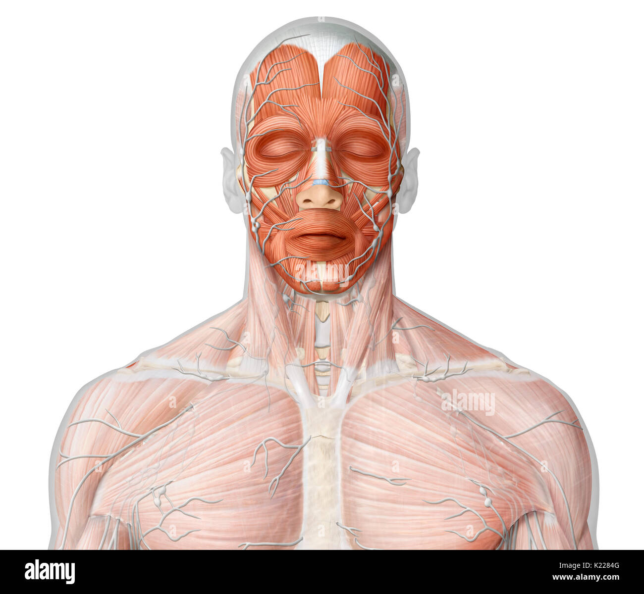 Teile des lymphatischen Systems im Kopf entfernt. Stockfoto