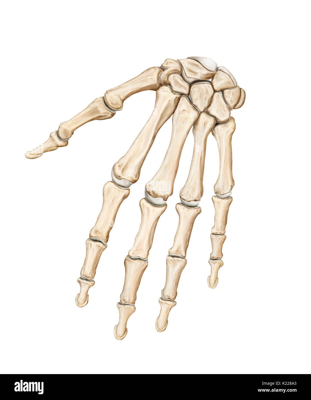 Terminal part of the upper limb -Fotos und -Bildmaterial in hoher ...
