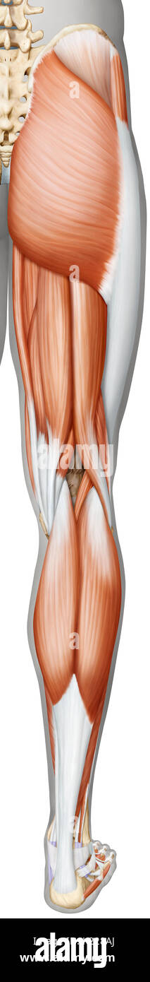 Dieses Bild zeigt einen posterioren Blick auf die Muskeln des Beines und Fußes. Stockfoto