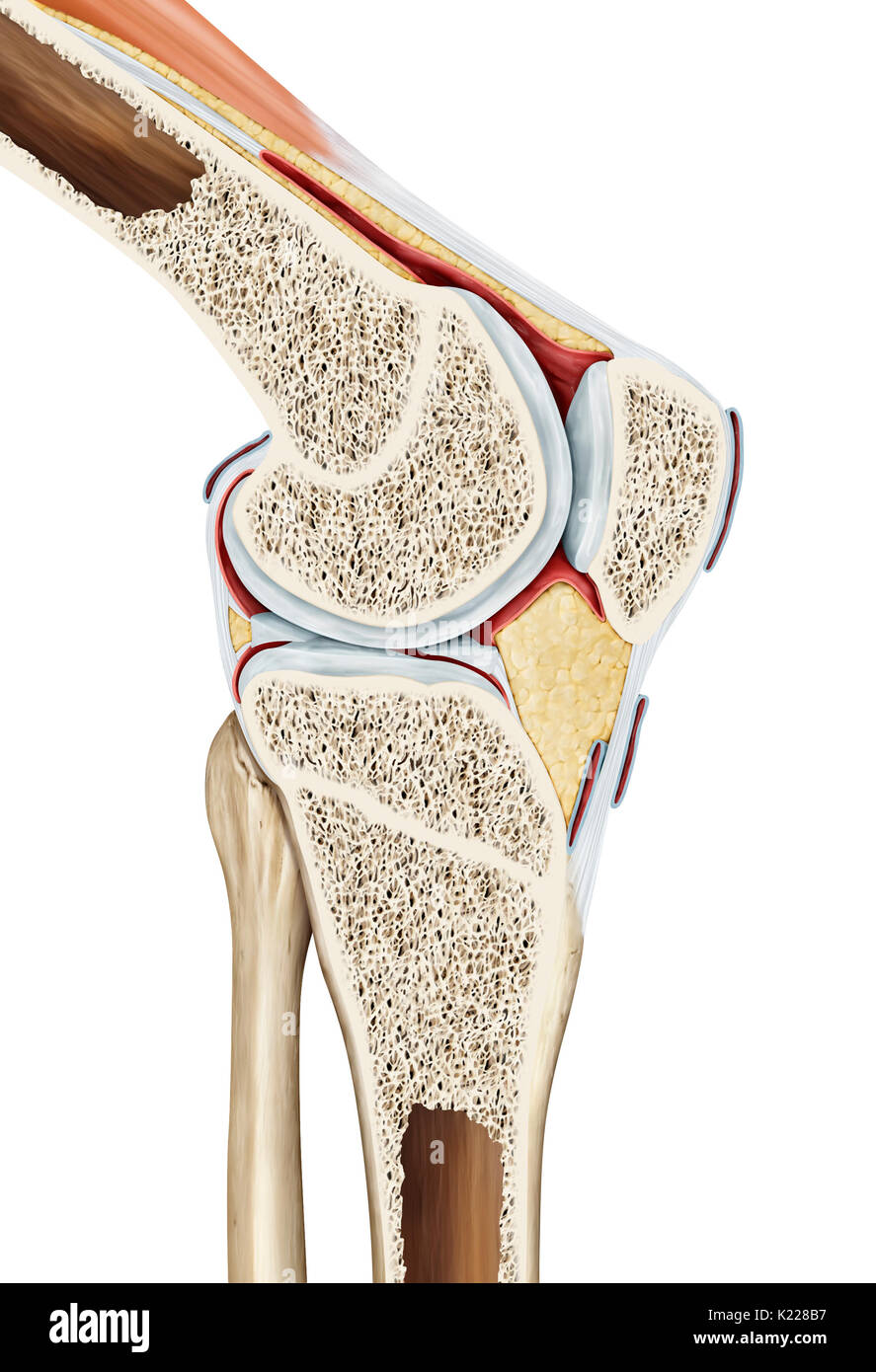 Die synovial Joint des Knie links den Oberschenkelknochen mit dem Schienbein, Wadenbein, und der patella. Als ein Ergebnis, das Knie bezieht sich auf den Bereich des Körpers, wo die Oberschenkel das Kalb entspricht. Oft verwendet, es ist verstärkt und durch mehrere Bänder und Menisken stabilisiert. Stockfoto