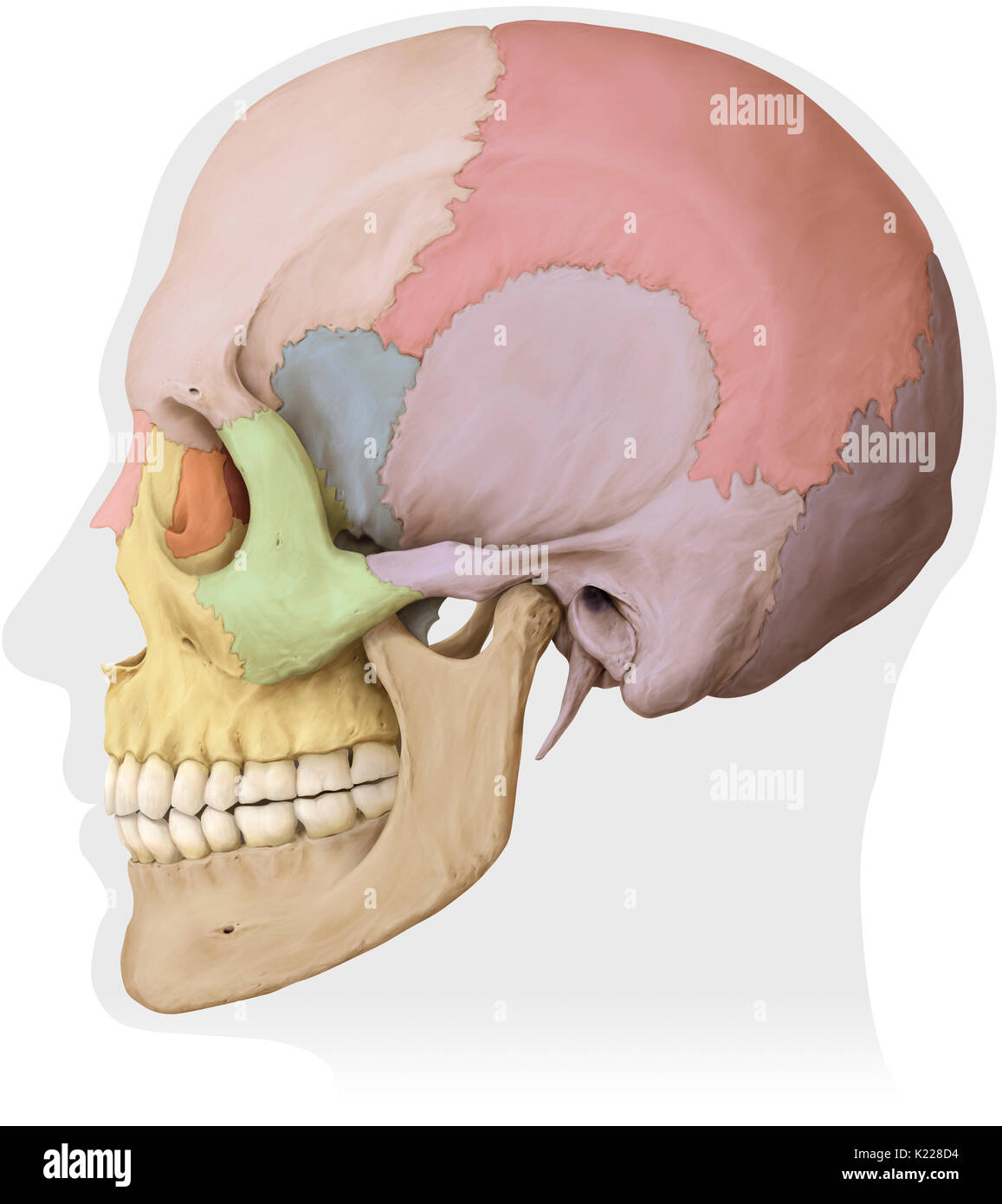 Knöcherne Struktur gebildet von acht Knochen (vier sogar Knochen und vier ungeraden Knochen) abdecken und schützen das Gehirn. Stockfoto