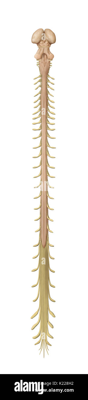 Das Rückenmark wird durch eine Schnur von nervengewebe mehr als 16 Zoll (40 cm) in der Länge im Wirbelkanal befindet, innerhalb der Wirbelsäule gebildet. Es erstreckt sich von der Wirbelsäule Lampe zum zweiten Lendenwirbel und wird durch eine Sammlung von nervösen Fasern verlängert, die Cauda equina. Komponiert von motorischen und sensorischen Neuronen, die das Rückenmark sorgt für die Übertragung von Nachrichten zwischen dem spinalen Nerven und Gehirn, zusätzlich zum Sein ein Reflex. Stockfoto