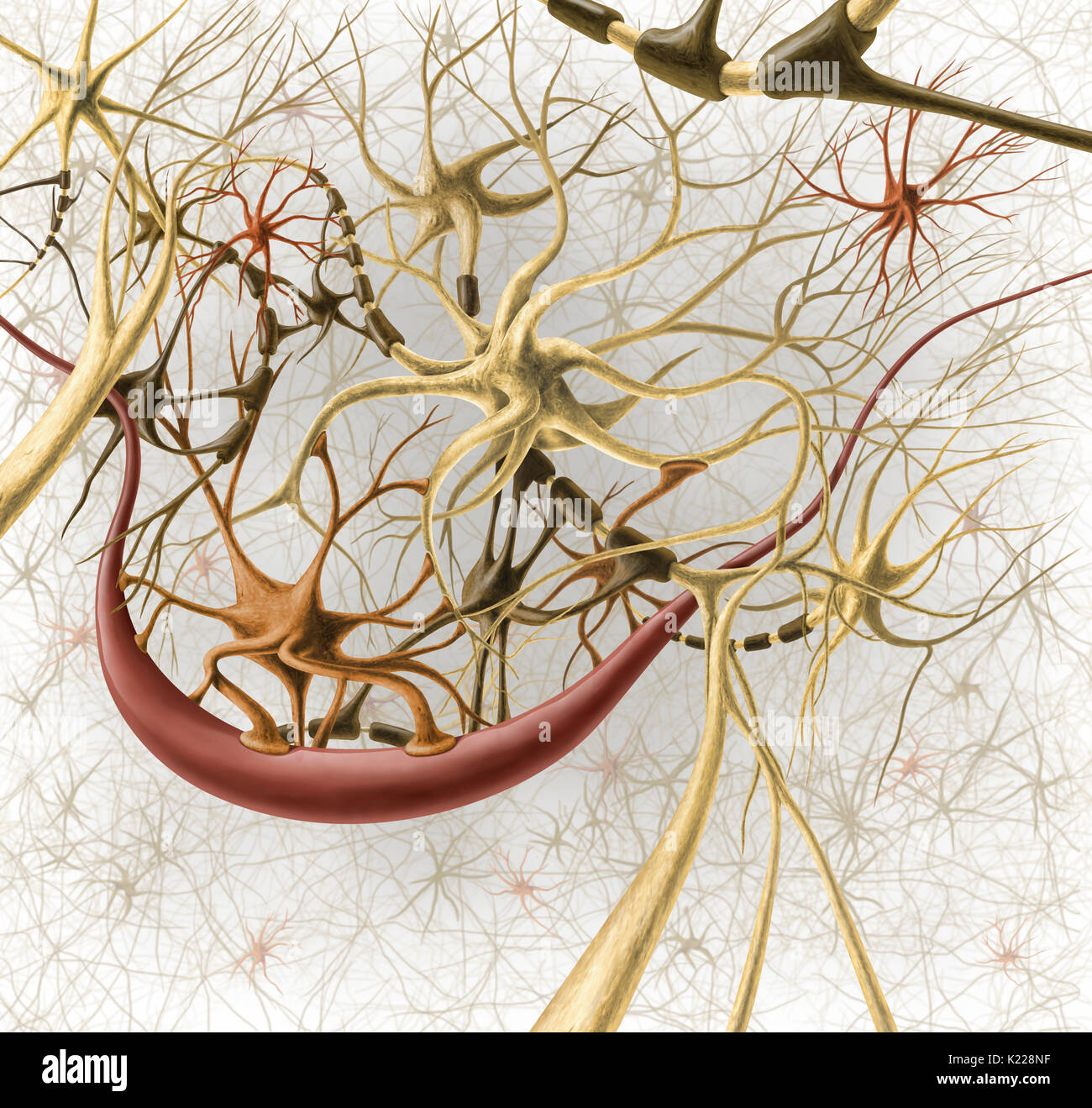 Zellen des Nervensystems können Informationen in Form von elektrischen und chemischen Signale durchgeführt werden. Stockfoto