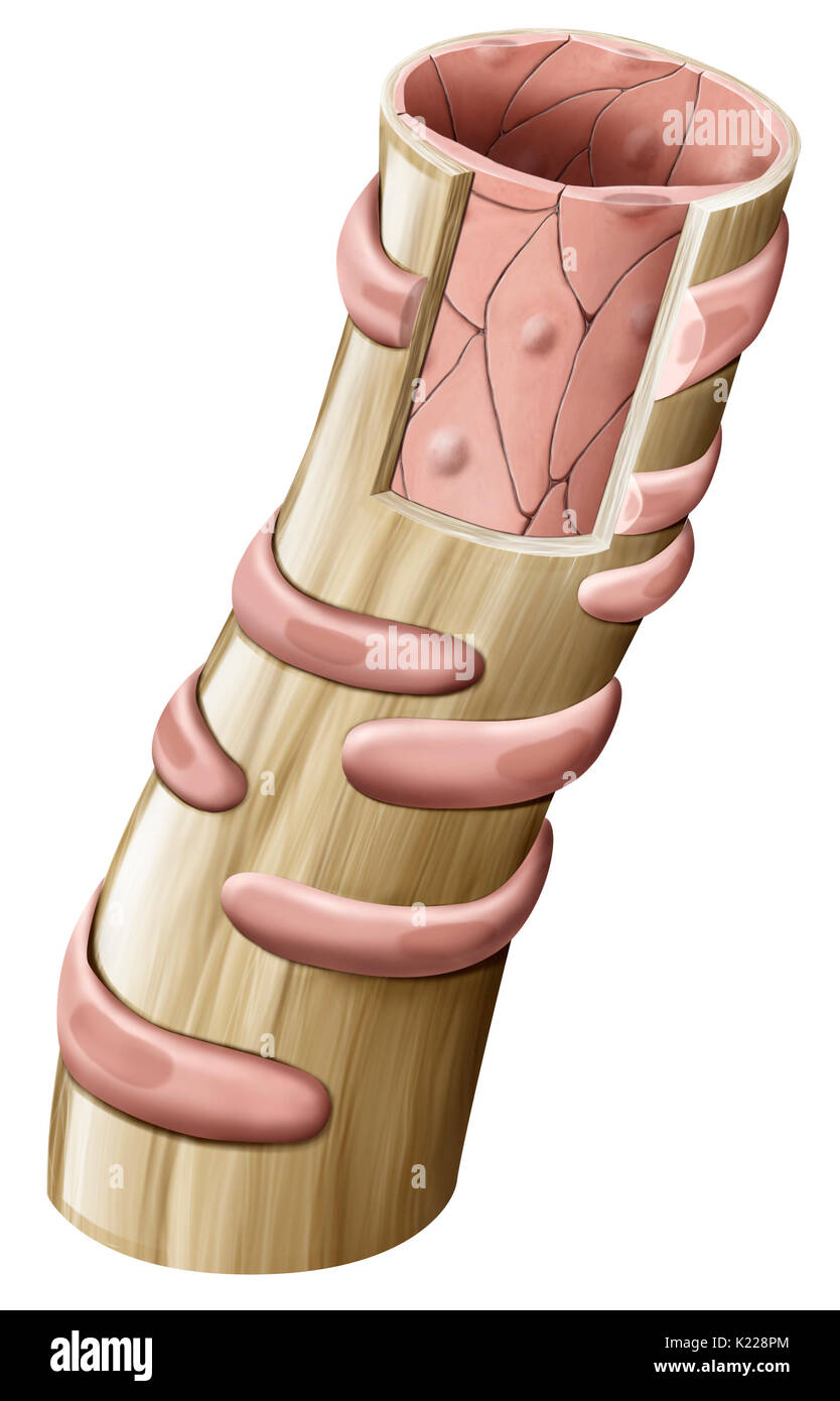 Winzige Blutgefäße Durchblutung gewährleistet zwischen einem ARTERIOLE und eine venule; seine Wand ermöglicht den Austausch zwischen Blut und der äußeren Oberfläche der Kapillare. Stockfoto