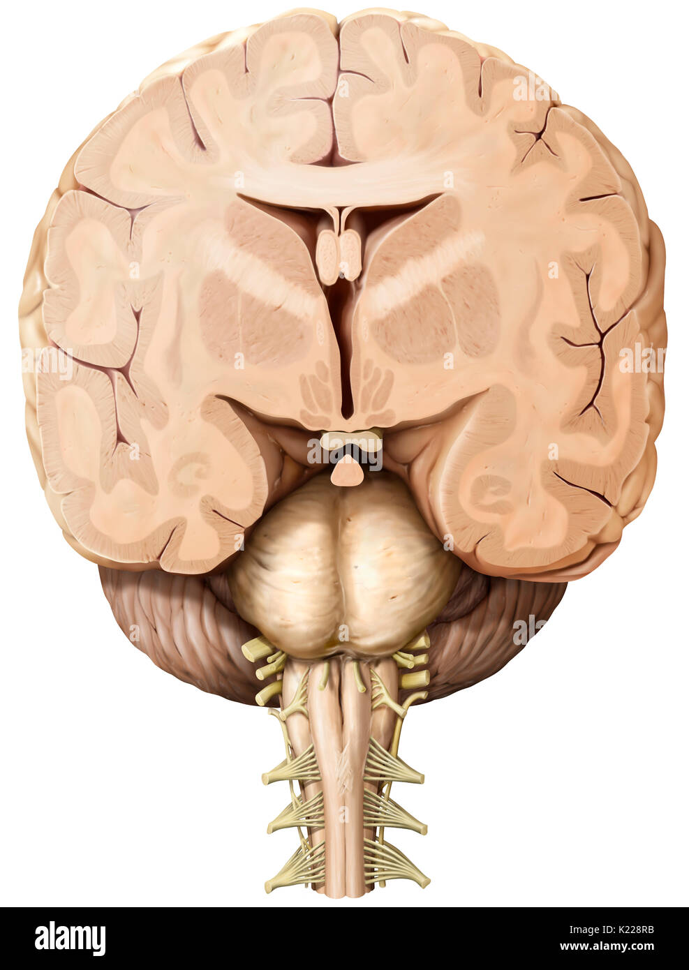 Teil des zentralen Nervensystems im Schädel eingeschlossen, bestehend aus dem Großhirn, Kleinhirn und Hirnstamm; es ist verantwortlich für die Sinneswahrnehmung, die meisten Bewegungen, Speicher, Sprache, Reflexe und lebenswichtige Funktionen. Stockfoto