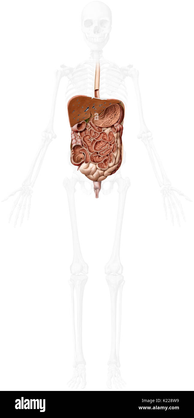 System durch den Mund gebildet, die den Verdauungstrakt und die Drüsen, die mechanische Traktur, Enzyme oder Absonderungen, zu brechen, absorbieren Nährstoffe und Abfälle auszuschließen. Stockfoto