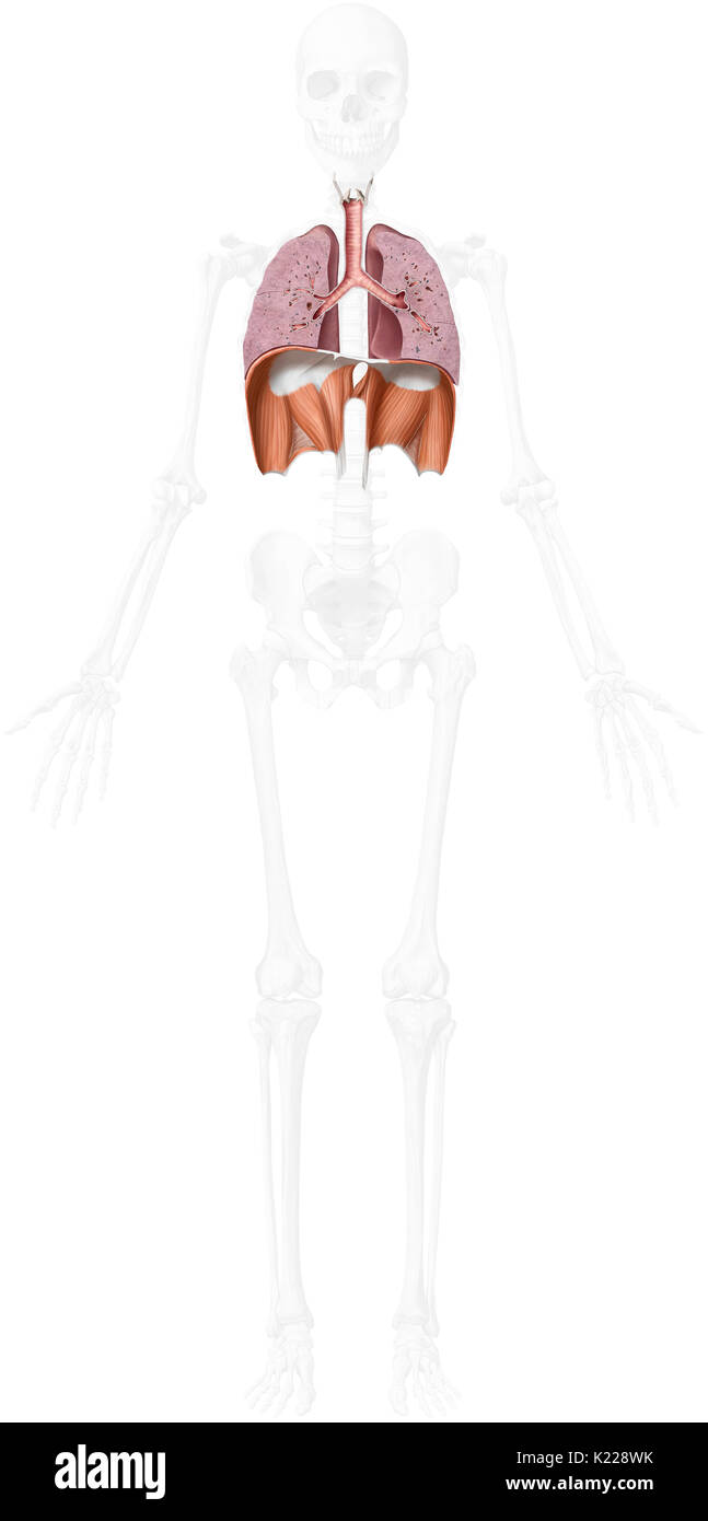 Dieses Bild zeigt einen Querschnitt der unteren Organe der Atmungsorgane, der Luftröhre, der Lunge und des Zwerchfells. Stockfoto