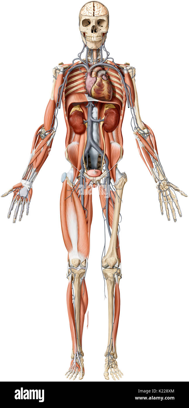 Dieses Bild zeigt einen Überblick über die Schichten des menschlichen Körpers. Stockfoto