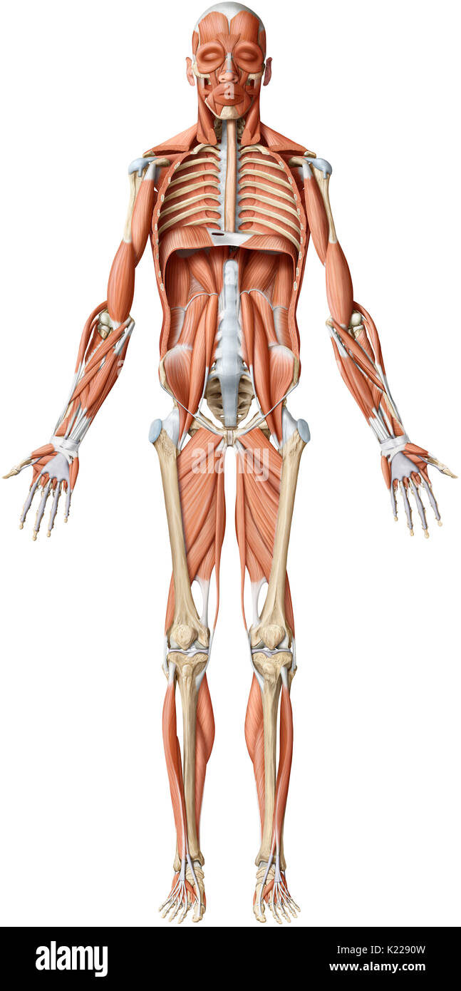Dieses Bild zeigt eine anteriore Ansicht der wichtigsten tiefen Muskeln des menschlichen Körpers. Stockfoto