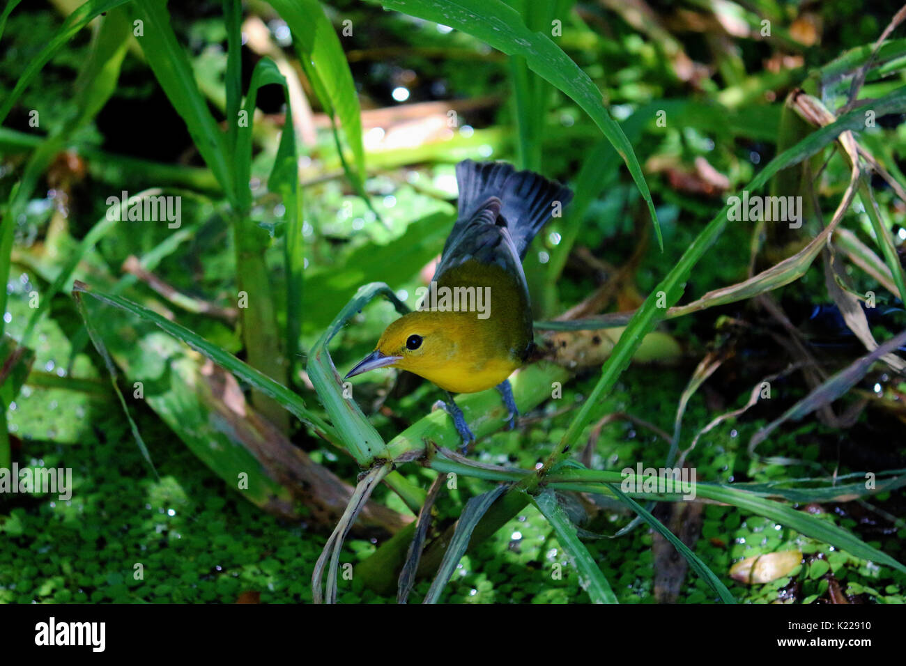 Einen kleinen gelben und blauen Vogel, ein WARBLER am Ufer eines Sees durch natürliche Blätter und Zweige umgeben, Stockfoto