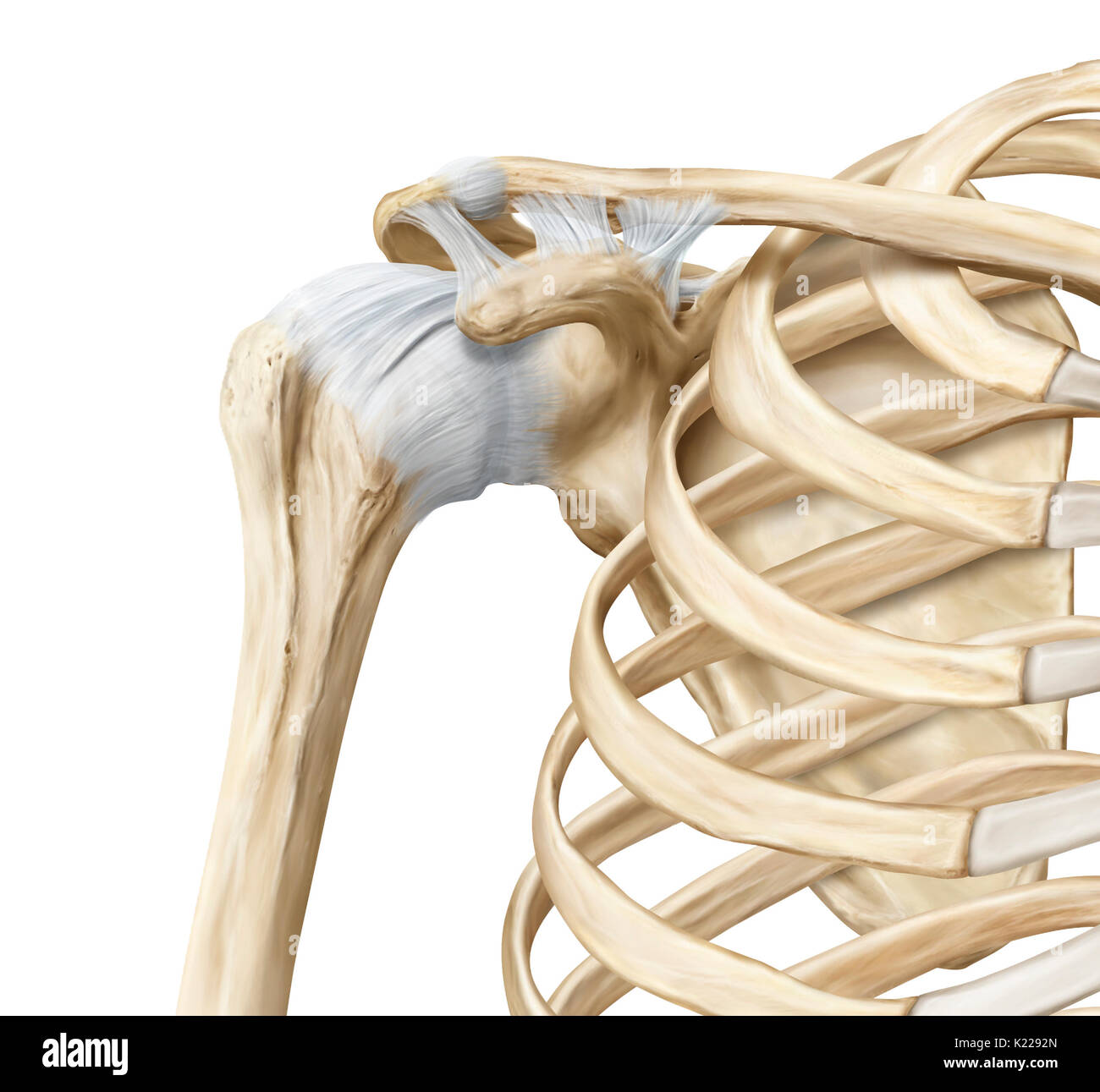Ermöglicht Bewegung in viele Richtungen; das Kugelgelenk der Schulter ermöglicht dem humerus zu biegen und zu verlängern, zu drehen, und in der Nähe zu ziehen und vom Stamm ziehen. Stockfoto