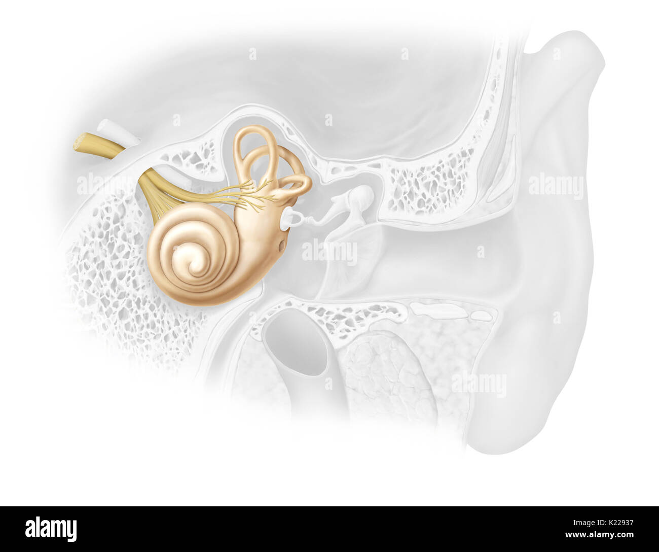 Mit Flüssigkeiten gefüllten Hohlraum aus dem Felsenbein, die Schwingungen in Nervenimpulse vom Gehirn interpretiert werden ausgehöhlt. Stockfoto