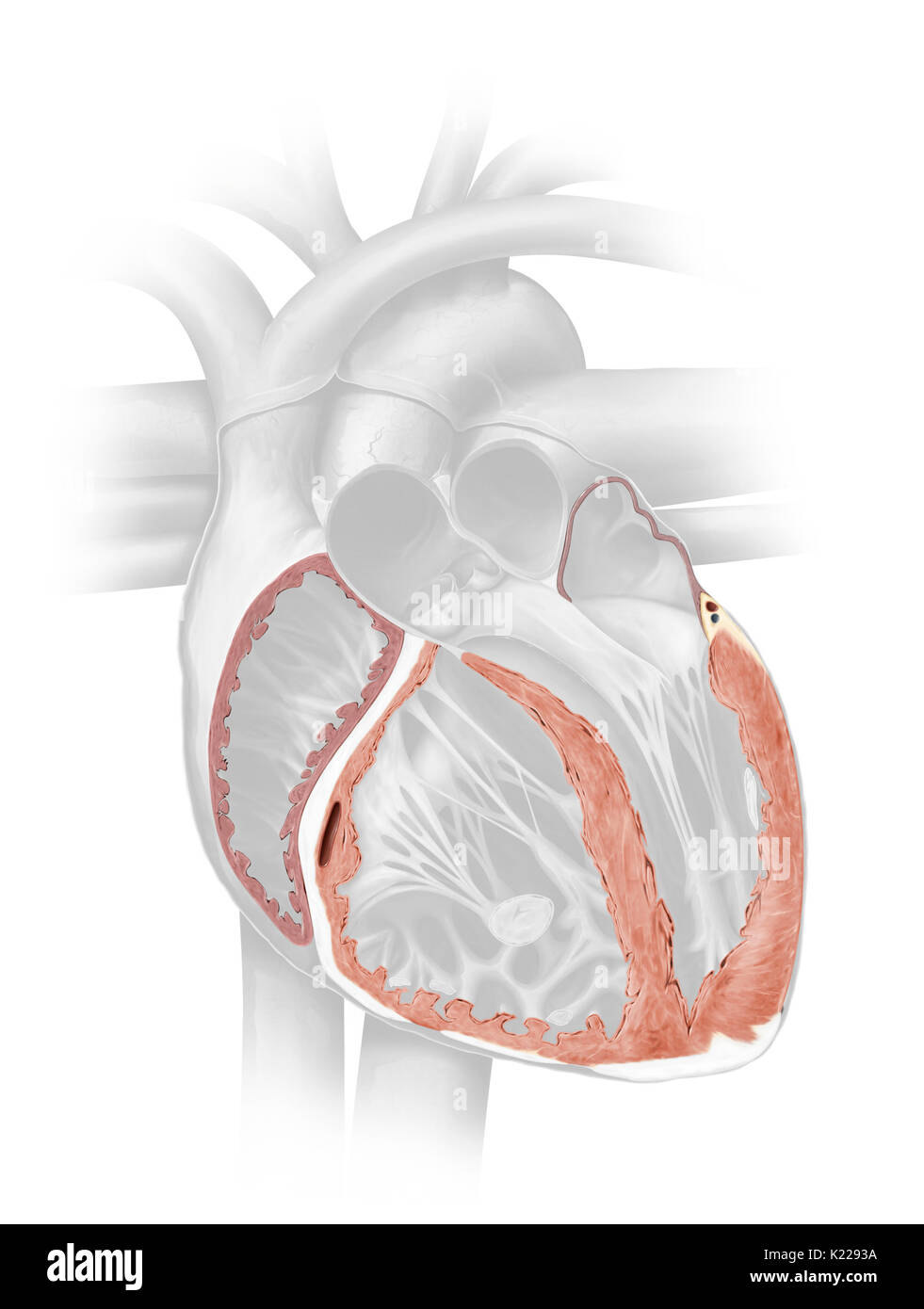 Das myokard besteht aus Muskelfasern, die dickste Schicht der Herzwand. Stockfoto