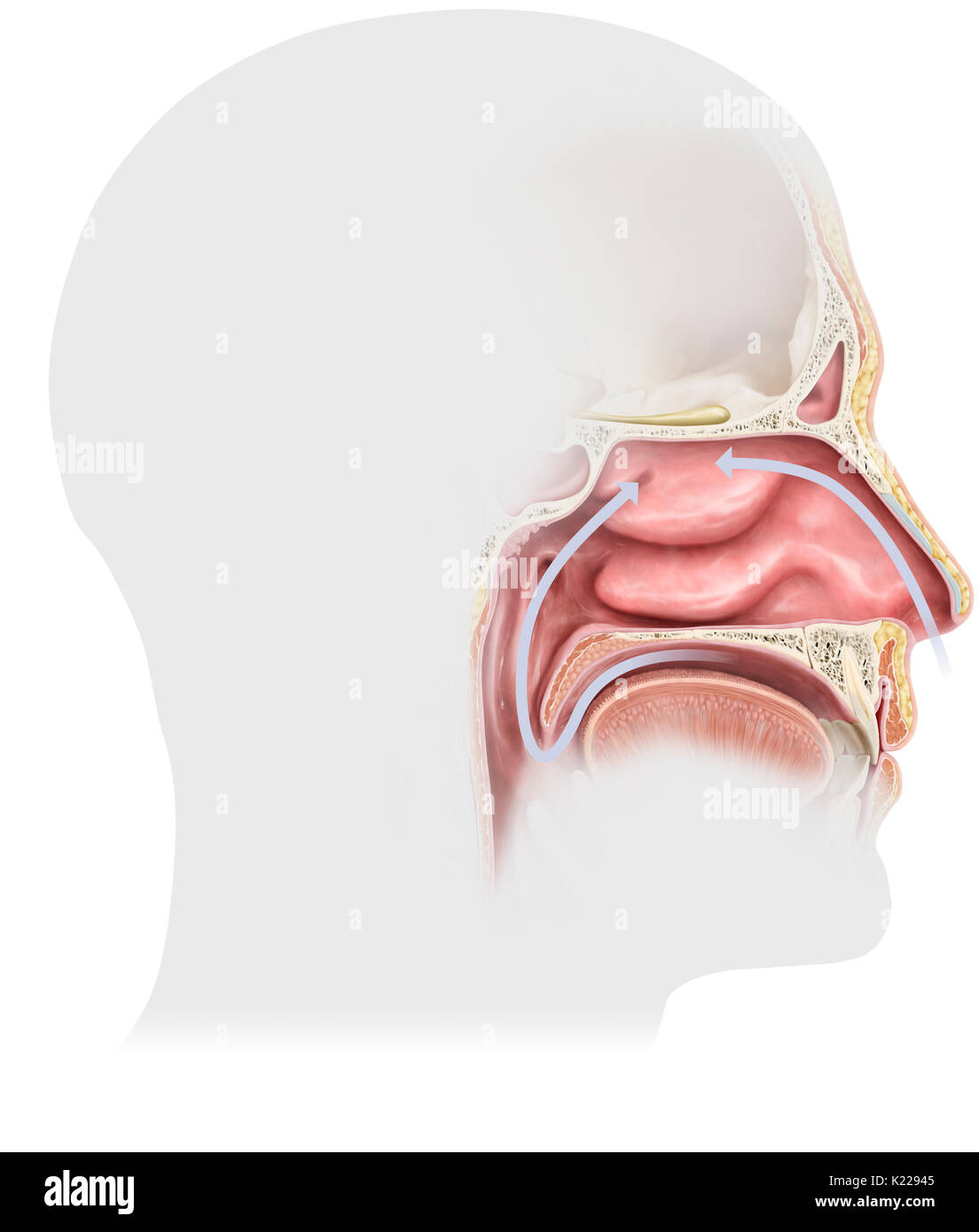 Die Wände der Nasenhöhle sind mit einer Schleimhaut produziert, dass nasale Schleim bedeckt. Die Geruchsbildenden Moleküle lösen sich in der Nase Schleim des Riechepithels (oder olfaktorische Schleimhaut). Stockfoto
