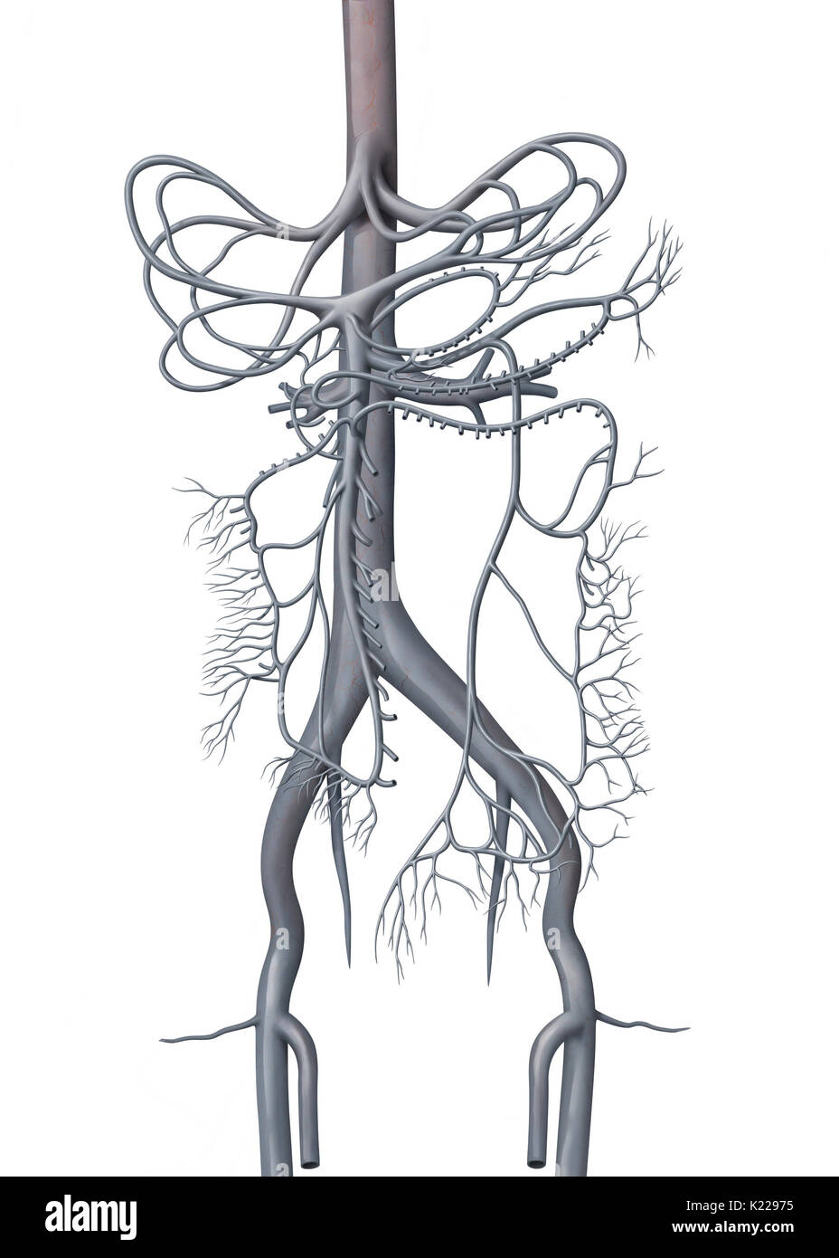 Die Venen (mit Ausnahme der Lungenvenen) tragen Sauerstoff-verbrauchten Blut in Richtung Herz. Stockfoto