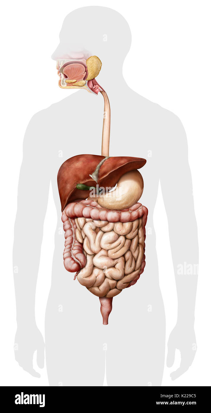 System durch den Mund gebildet, die den Verdauungstrakt und die Drüsen, die mechanische Traktur, Enzyme oder Absonderungen, zu brechen, absorbieren Nährstoffe und Abfälle auszuschließen. Stockfoto