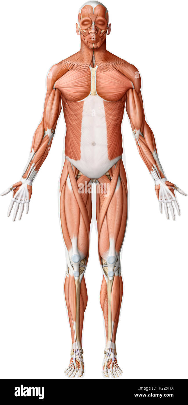 Dieses Bild zeigt eine anteriore Ansicht der wichtigsten Muskeln in den menschlichen Körper. Stockfoto