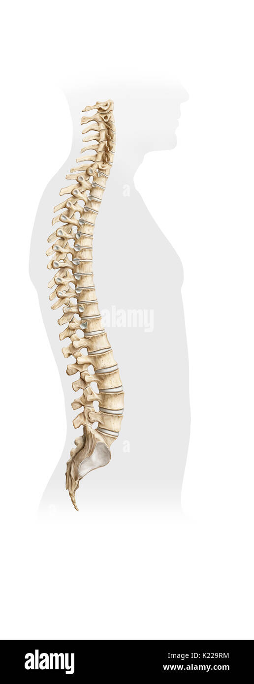 Knöcherne Gruppierung von 33 Wirbel, der sich von der Schädel mit dem Becken; es unterstützt den Kopf und Rumpf und enthält das Rückenmark. Stockfoto