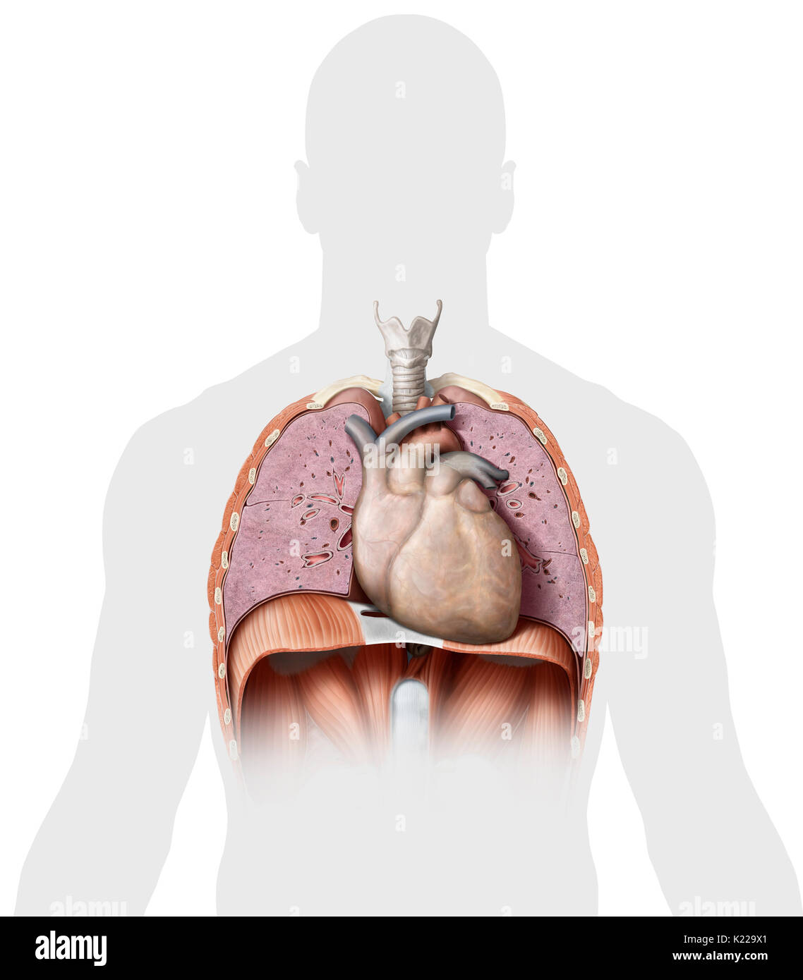 Brustkorb anatomie Fotos und Bildmaterial in hoher Auflösung Alamy