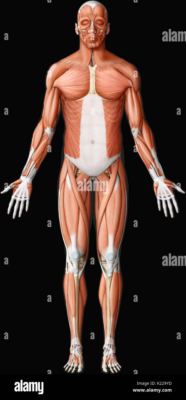 Dieses Bild zeigt eine anteriore Ansicht der wichtigsten Muskeln in den menschlichen Körper. Stockfoto
