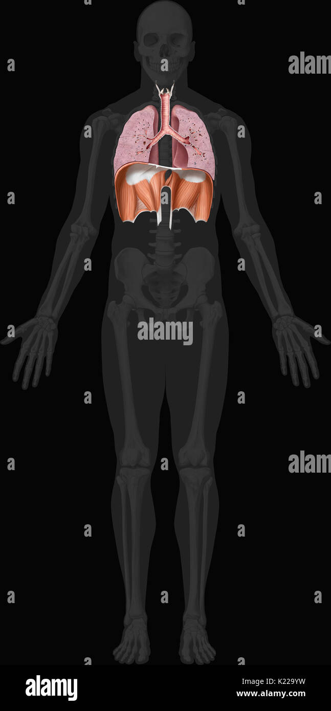 Dieses Bild zeigt die unteren Organe der Atmungsorgane, der Luftröhre, der Lunge und des Zwerchfells. Stockfoto