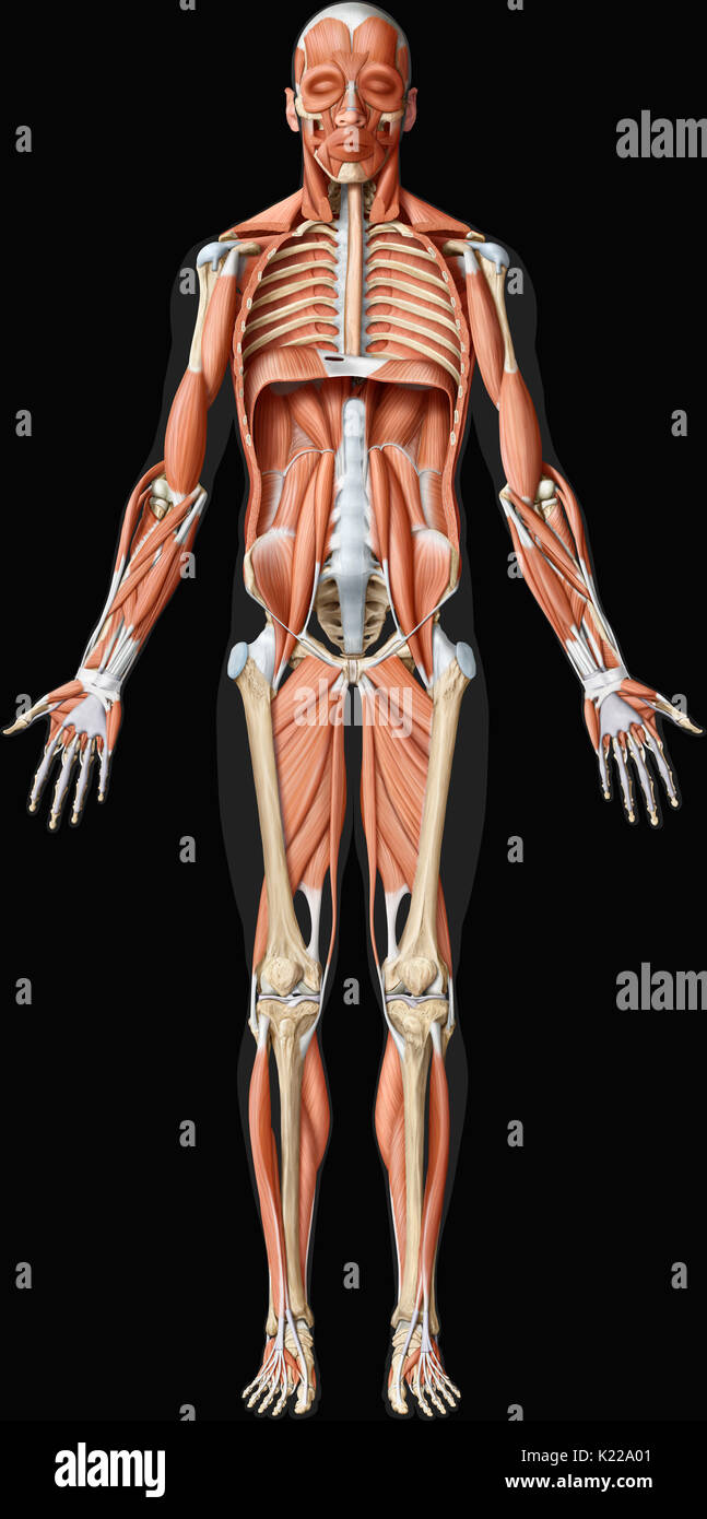 Dieses Bild zeigt eine anteriore Ansicht des tiefen Muskeln des menschlichen Körpers. Stockfoto