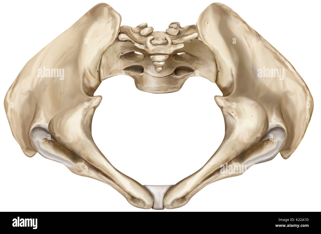 Knöcherne Gürtel bestehend aus dem Kreuzbein, Steißbein und zwei darmbein Knochen, verbinden die Gebeine der unteren Gliedmaßen zum axialen Skelett. Stockfoto