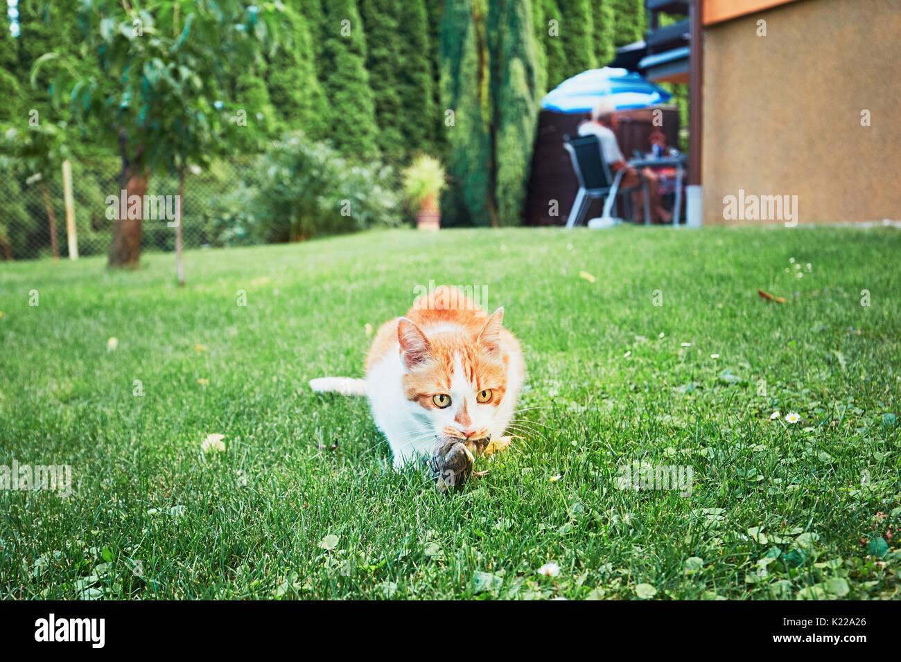 Ingwer Katze fangen einen Vogel auf den Garten der Familie Haus. Stockfoto