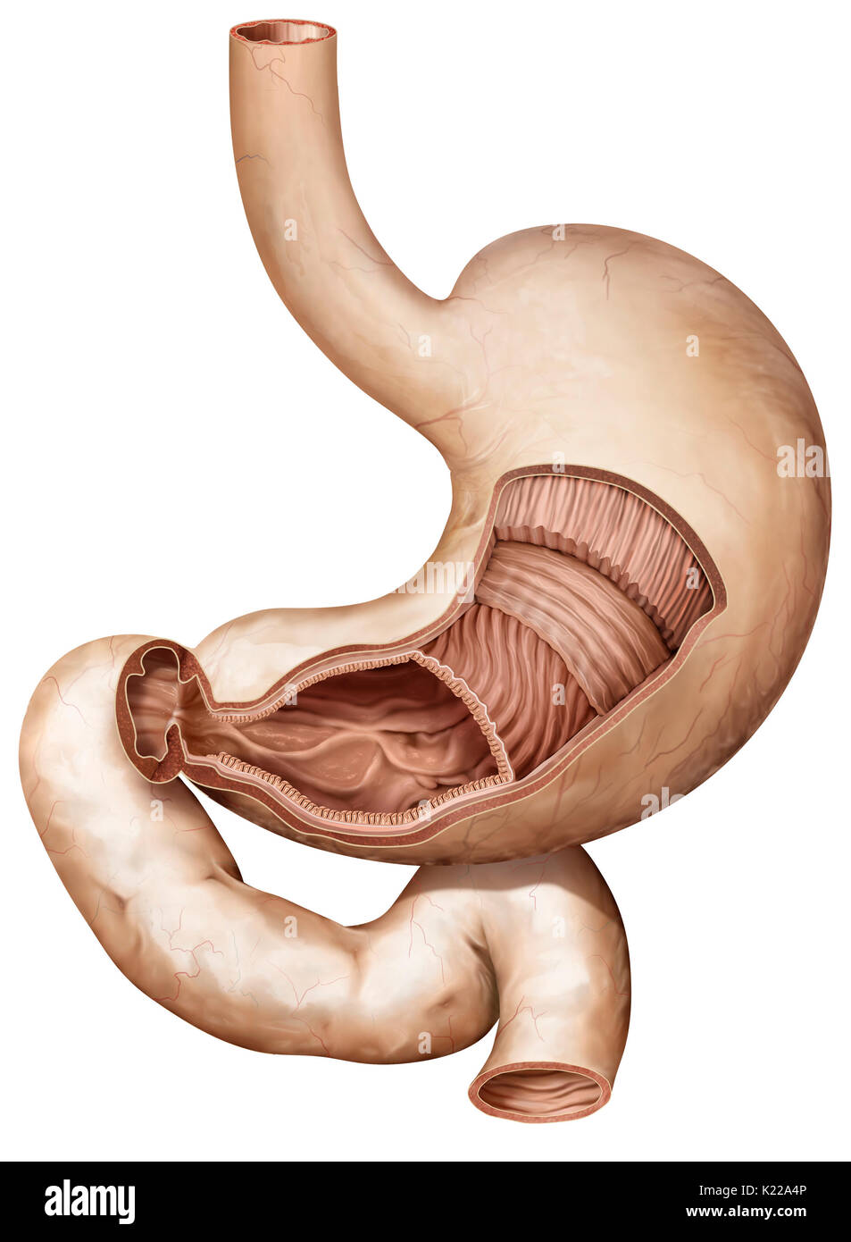 Geweiteten Abschnitt des Verdauungstraktes, speichert, rührt und mixt Lebensmittel mit der magensäfte sie sondert, bevor es in das Duodenum. Stockfoto