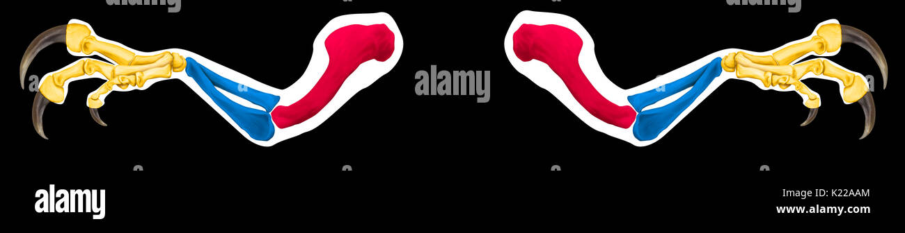 Dieses Bild zeigt das Skelett eines australovenator. Stockfoto