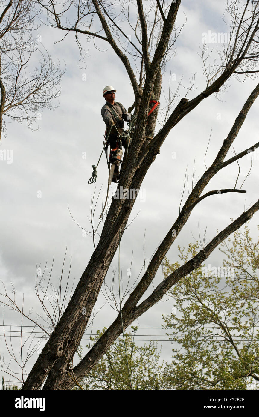 Baum CUTTER BEI DER ARBEIT IN AHORN, Rancho Cordova, Kalifornien Stockfoto