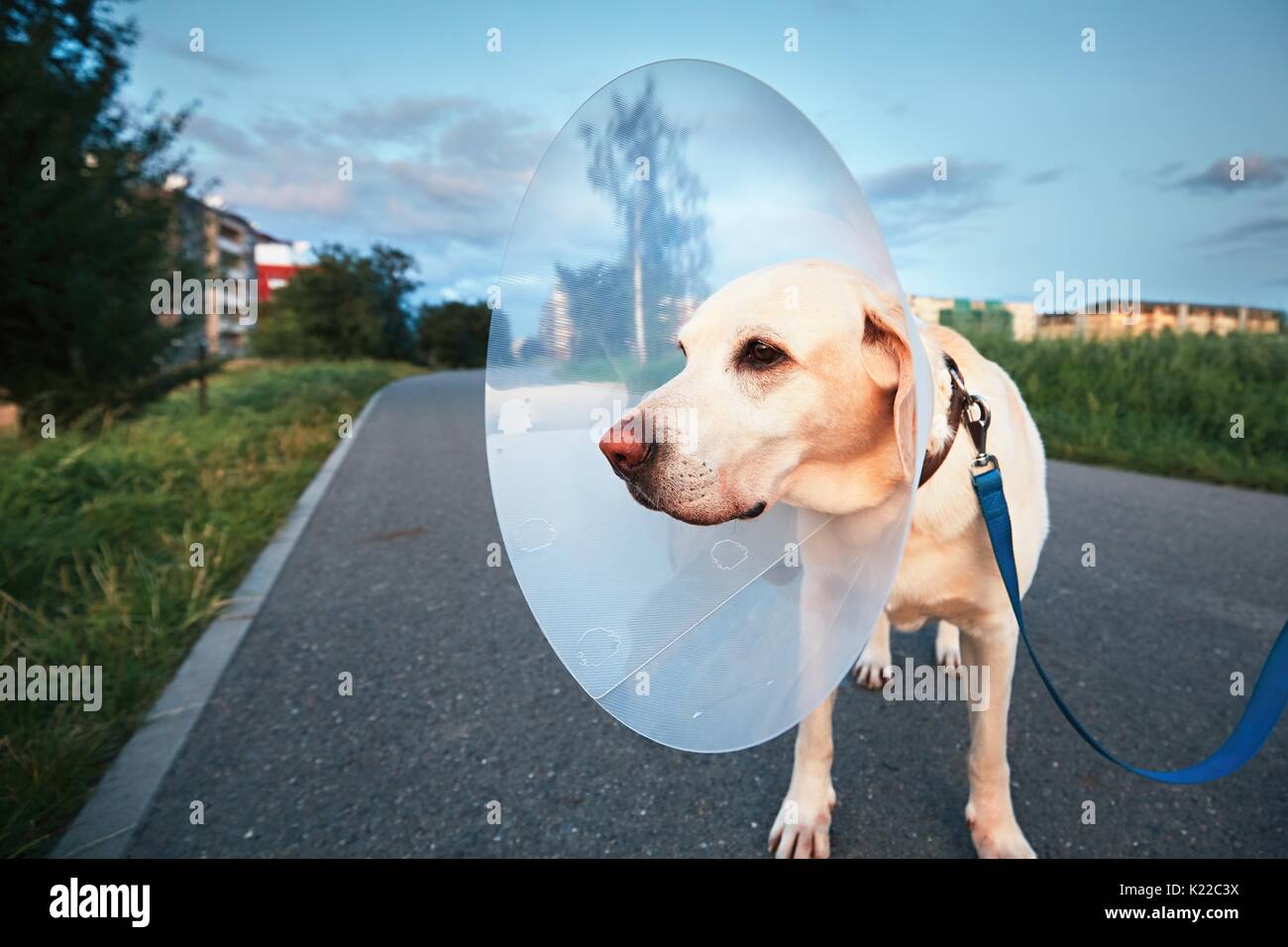 Alte Hund nach der Operation. Labrador Retriever mit medizinischen Schutzkragen auf dem Spaziergang. Stockfoto