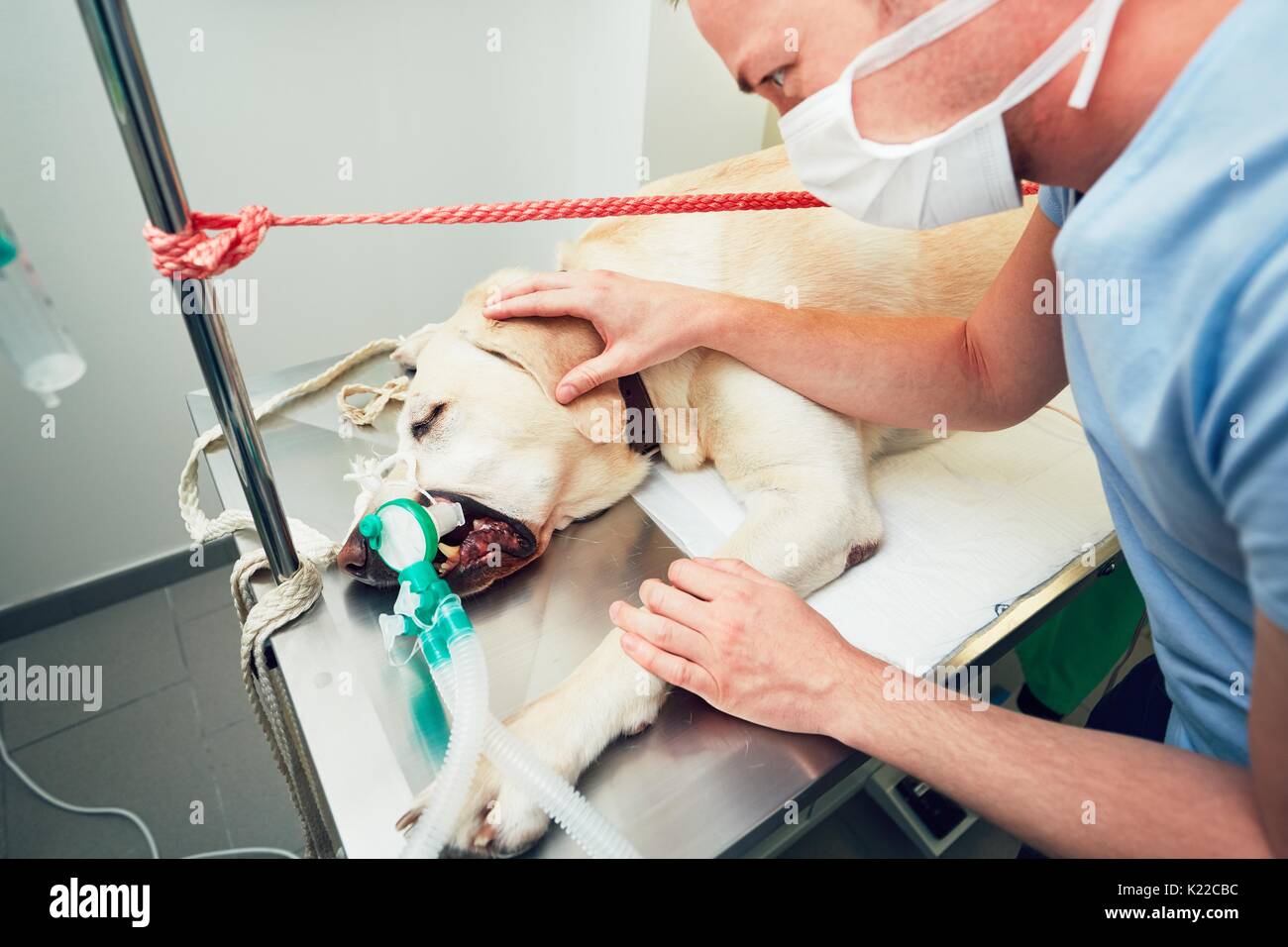 Alte Labrador Retriever in Animal Hospital. Tierarzt ist die Vorbereitung für ein Hund Chirurgie. Stockfoto