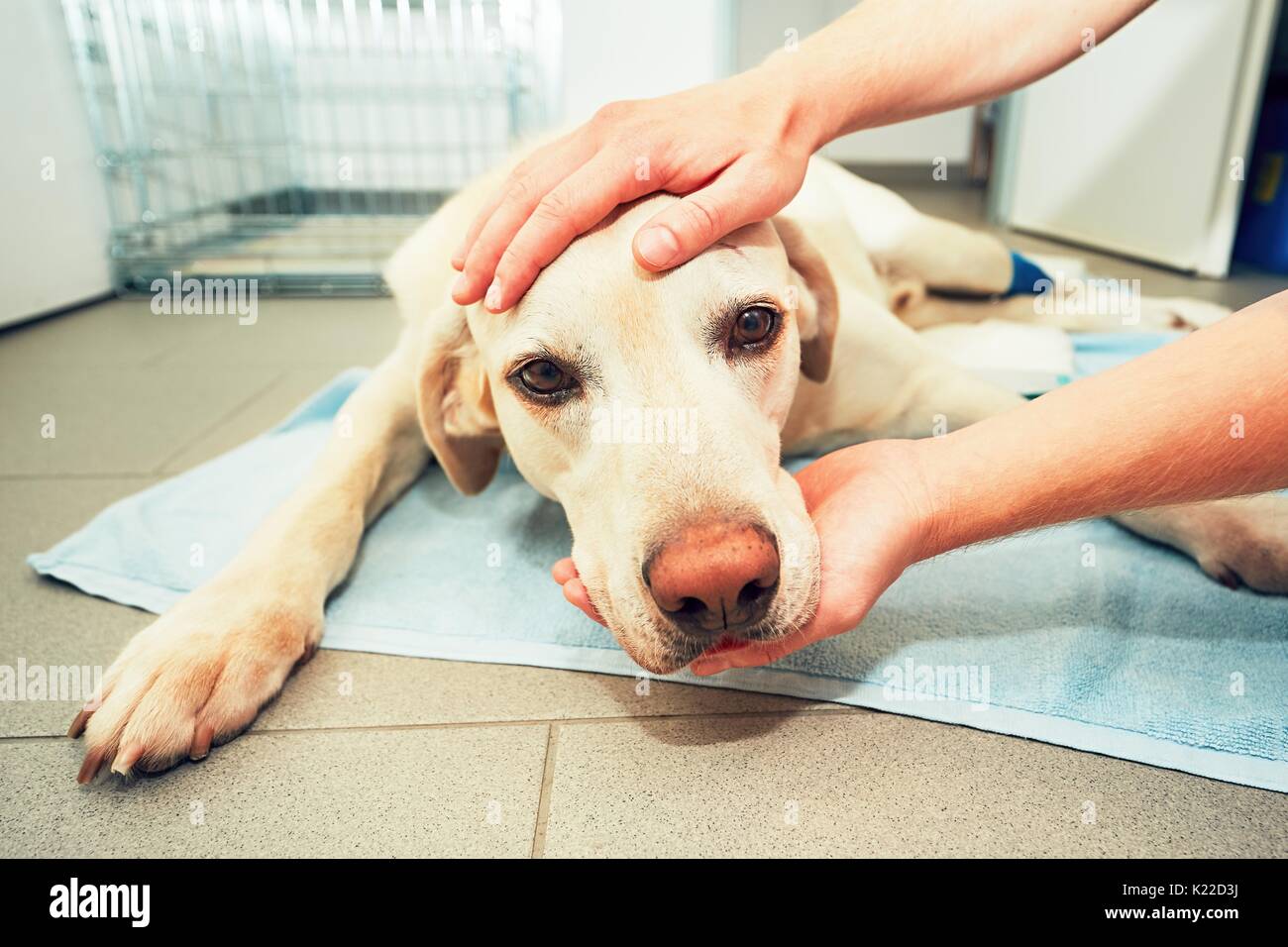 Hund Erwachen aus der Narkose nach Tumorchirurgie. Krank Labrador Retriever in der Tierklinik. Stockfoto
