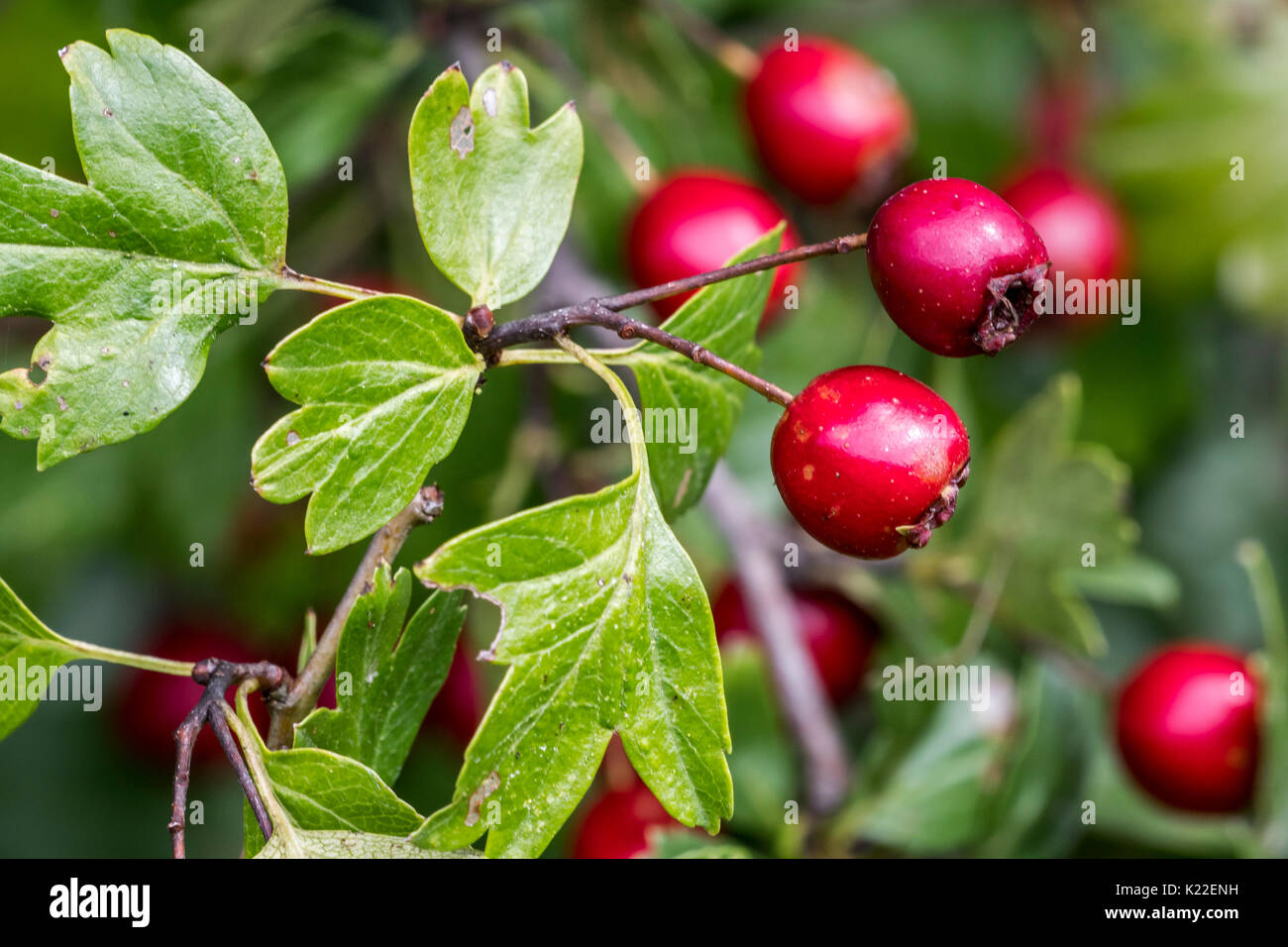Common Hawthorn/single - Weißdorn gesät (Rosa moschata) Nahaufnahme von roten Beeren/pomes und Blätter Stockfoto