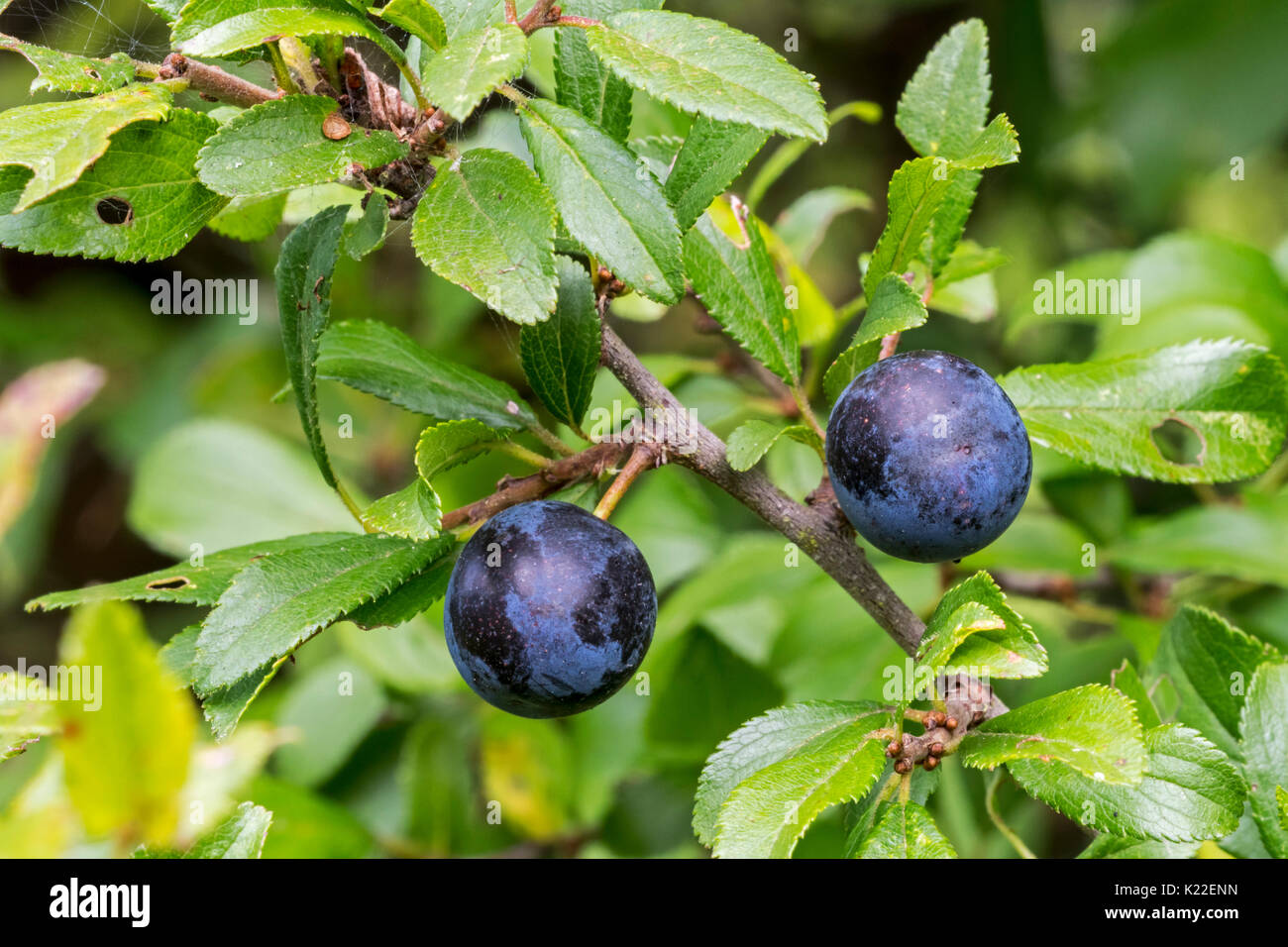 Schlehdorn / schlehe (Prunus spinosa) Nahaufnahme des schwarz-blauen Beeren/Schlehen/Steinfrüchte und Blätter Stockfoto