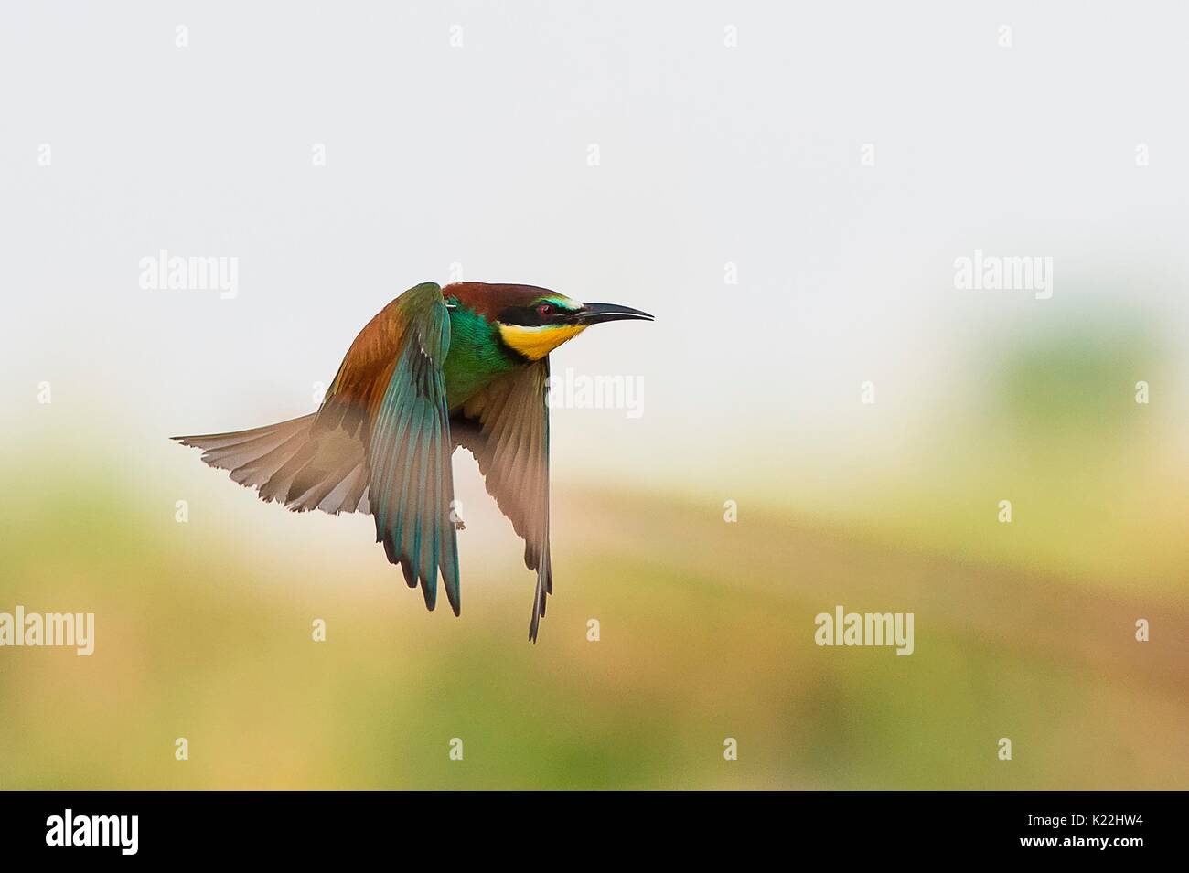 Canneto sull'Oglio, Mantova, Lombardei, Italien Die bienenfresser im Flug fotografiert. Stockfoto