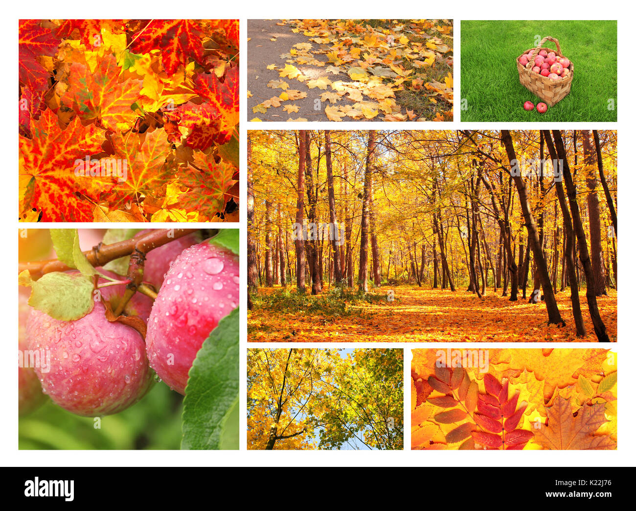 Sammlung von Fotos mit Blätter im Herbst, Wald und Äpfel Stockfoto