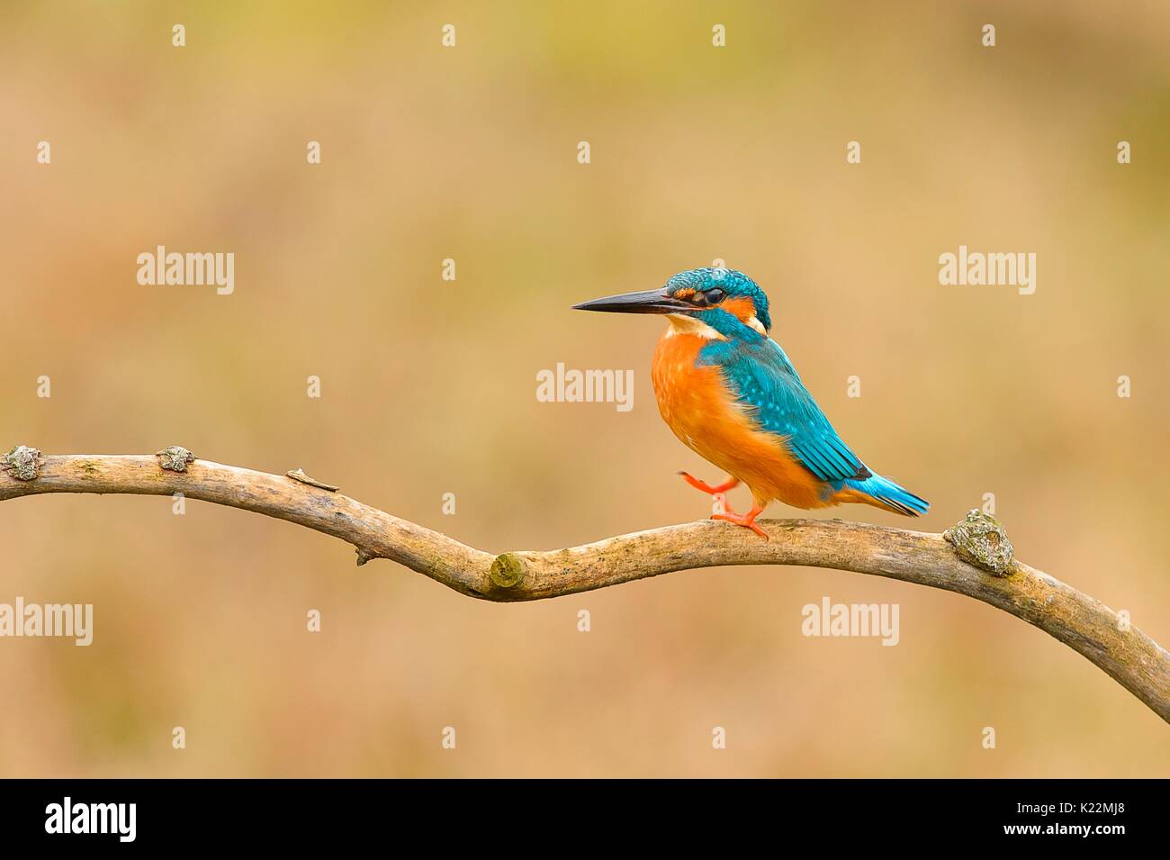 Santa Cristina di Quinto, Treviso, Venetien, Italien Un Martin Pescatore mentre ripreso cammina su un Ramo in Riva eine un Fiume Stockfoto