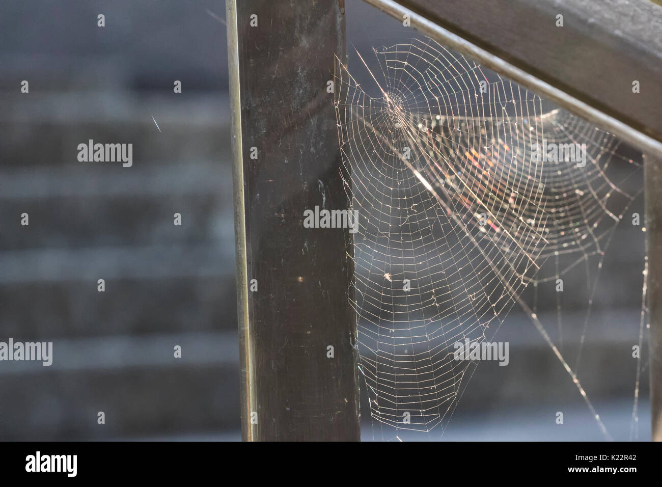 Closeup Bild von Spiderweb durch Sonne beleuchtet. Stockfoto