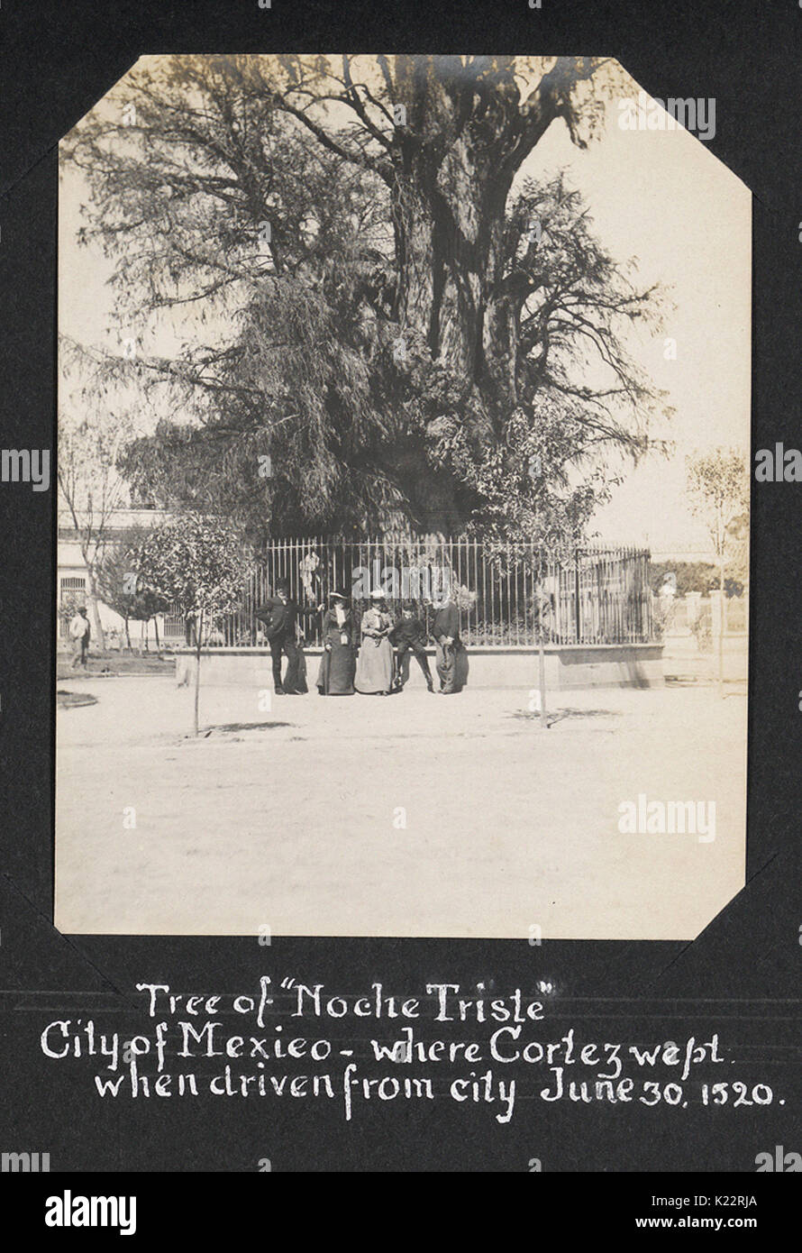 Baum der "Noche Triste" Mexico City - wo Cortez weinte, als aus Stadt 30 Juni 1520 vertrieben. Stockfoto