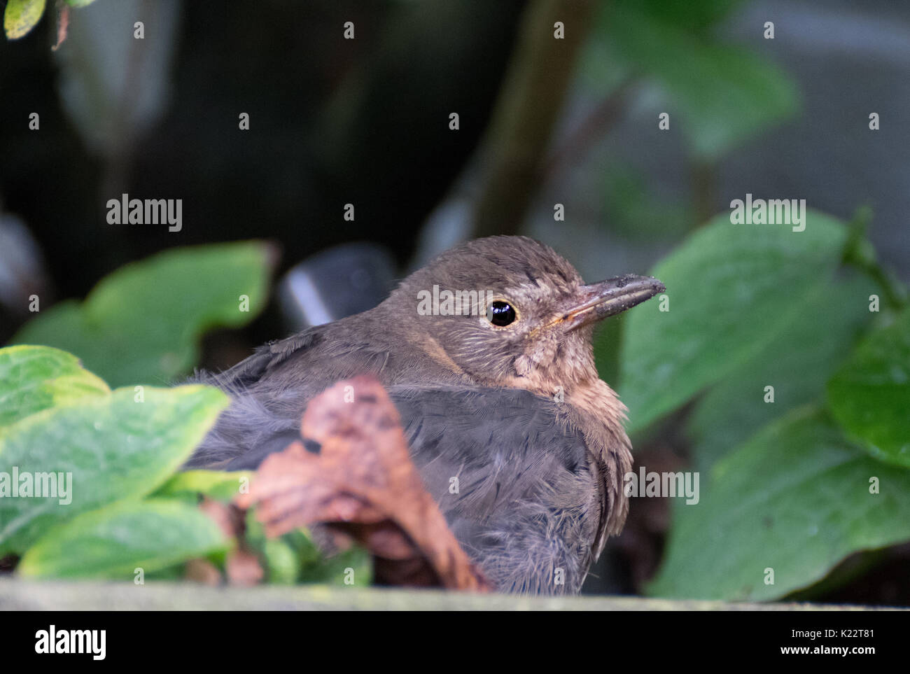 Vogel baby Fotos und Bildmaterial in hoher Auflösung Alamy